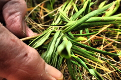 Xerochrysum papillosum