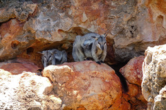 Petrogale lateralis