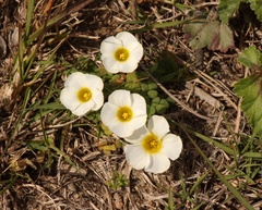 Oxalis fergusonae