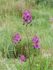 Verbascum phoeniceum