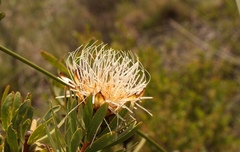 Protea lanceolata
