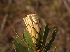 Protea lanceolata