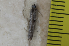 Cryptoblabes hemigypsa