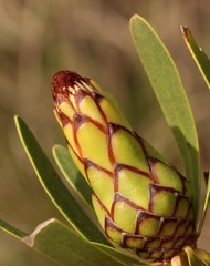 Protea lanceolata