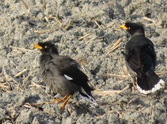 Acridotheres javanicus