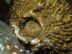 Semibalanus cariosus