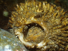 Semibalanus cariosus