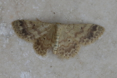 Idaea pilosata