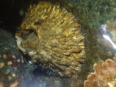 Semibalanus cariosus