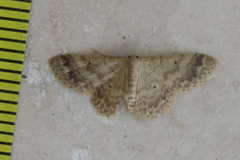 Idaea pilosata