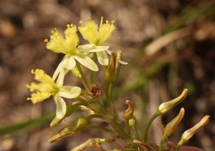 Bulbine annua