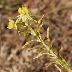 Bulbine annua