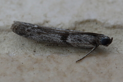 Cryptoblabes hemigypsa