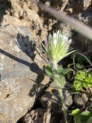 Trifolium stellatum