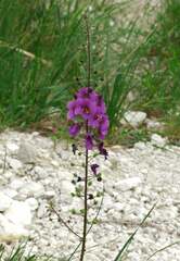 Verbascum phoeniceum