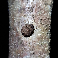 Platycoris bipunctatus