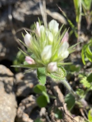 Trifolium stellatum