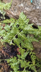 Asplenium adiantum-nigrum