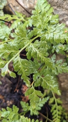 Asplenium adiantum-nigrum