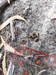 Eucalyptus amygdalina