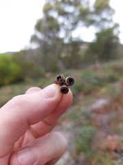 Eucalyptus amygdalina