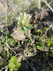 Trifolium stellatum