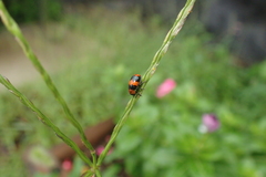 Physosmaragdina nigrifrons