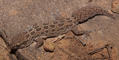 Pachydactylus oculatus