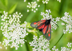 Zygaena osterodensis