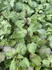 Urtica pilulifera