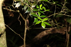 Alyxia ruscifolia