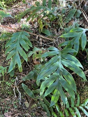 Blechnum colensoi