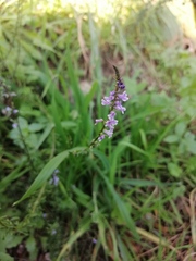 Anarrhinum