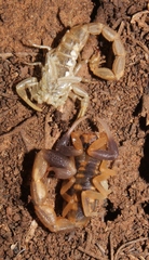 Uroplectes triangulifer