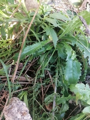 Anarrhinum
