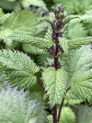 Urtica pilulifera