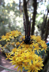 Verbesina oncophora