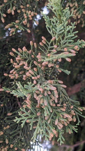 cyprusovité (Cupressaceae)