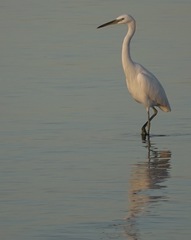 Egretta eulophotes