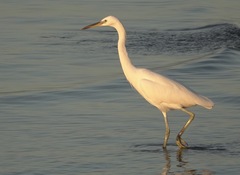 Egretta eulophotes