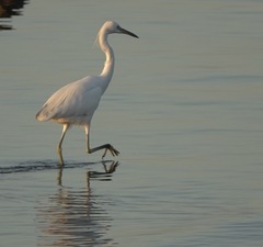 Egretta eulophotes