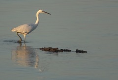 Egretta eulophotes