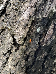 Bilobella braunerae