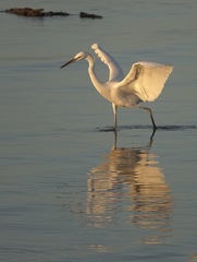 Egretta eulophotes