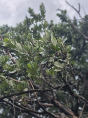 Brachylaena rotundata