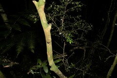 Alyxia ruscifolia