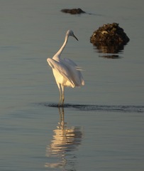 Egretta eulophotes