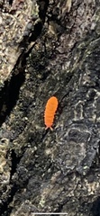 Bilobella braunerae