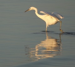 Egretta eulophotes