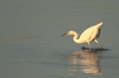 Egretta eulophotes